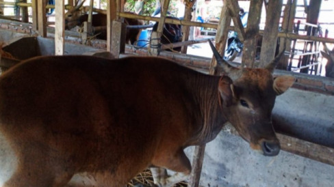 Jelang Idul Adha Harga Sapi Kurban Mulai Naik