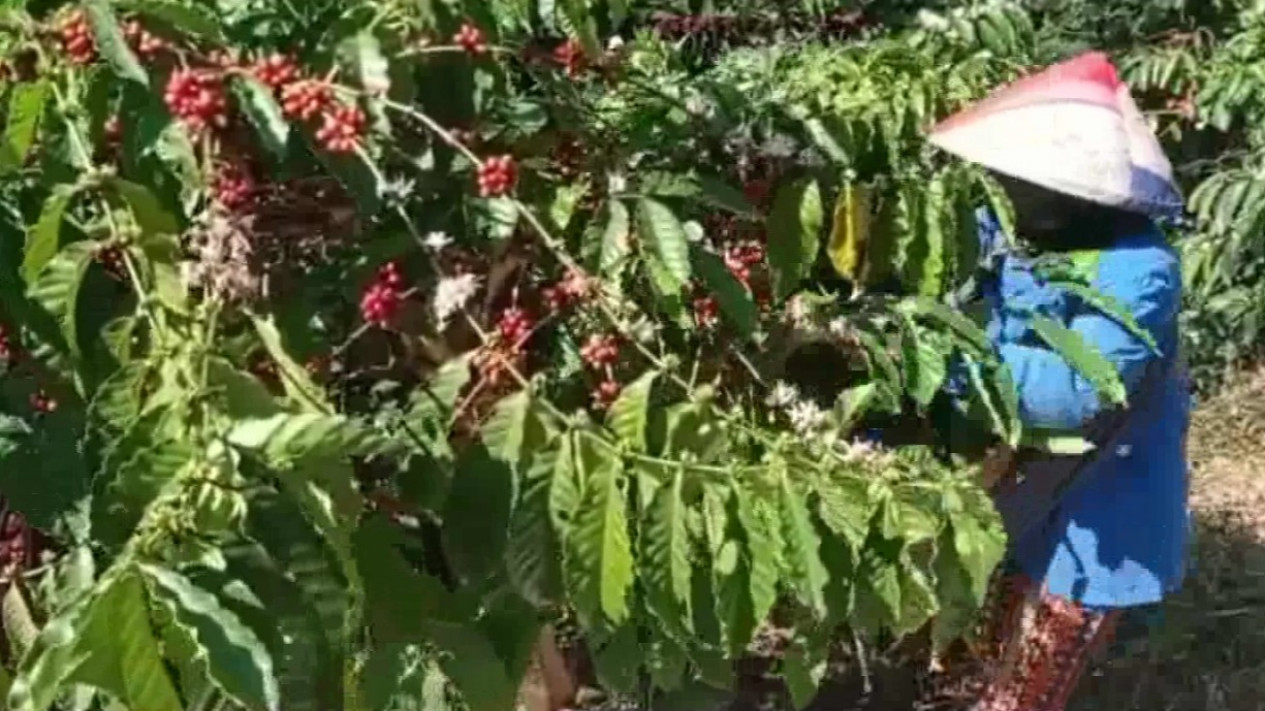 Panen Raya Kopi Angin Segar Bagi Buruh Tani Di Tengah Pandemi