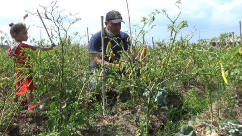 Harga Anjlok Petani Biarkan Cabai Membusuk Di Kebun