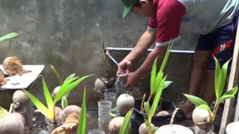 Unik Bonsai Kelapa Kopyor Ini Bernilai Jual Tinggi Galeri Foto