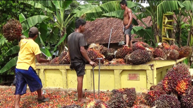 Harga Sawit Tak Kunjung Naik Hanya Rp Per Kg Petani Sawit Menjerit