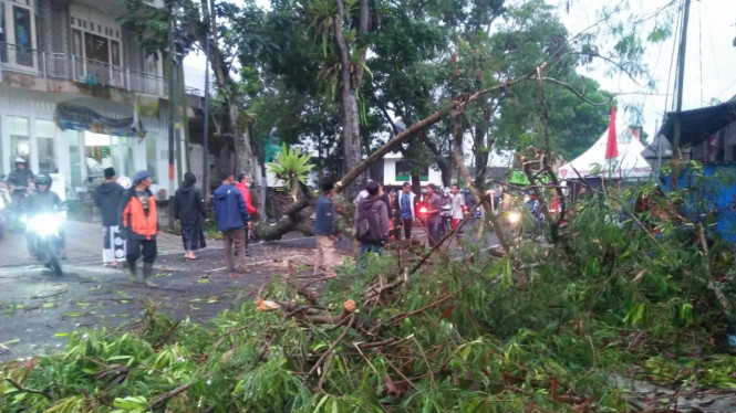 Pohon Setinggi Meter Di Wonosobo Roboh Timpa Pengendara Sepeda Motor