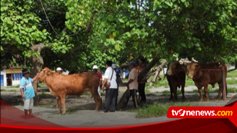 Wabah Pmk Melandai Aktivitas Pasar Hewan Lumajang Kembali Normal Meski