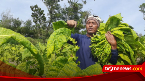 Petani Di Boyolali Keluhkan Harga Tembakau Kering Merosot