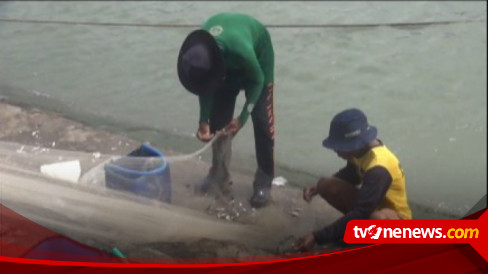 Penuhi Kebutuhan Keluarga Nelayan Terpaksa Tebar Pukat Di Pinggiran