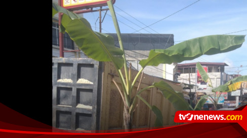 Kesal Karena Tak Diperbaiki Warga Tanam Pisang Di Jalan Dharma Bhakti