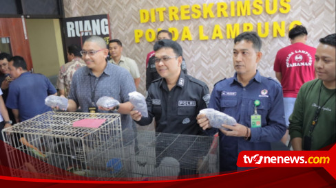 Polda Lampung Gagalkan Perdagangan Satwa Dilindungi Tersangka Ditangkap