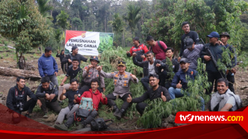 Polres Aceh Barat Buru Enam Orang Pemilik Hektare Ladang Ganja Di