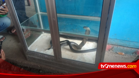 Ular Cobra Masuk Pemukiman Warga Damkar Mamuju Butuh Menit Evakuasi