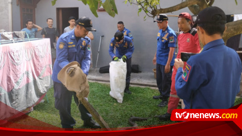 Rescue Semut Ireng Tangkap Ular Sepanjang Meter Di Rumah Warga Kota