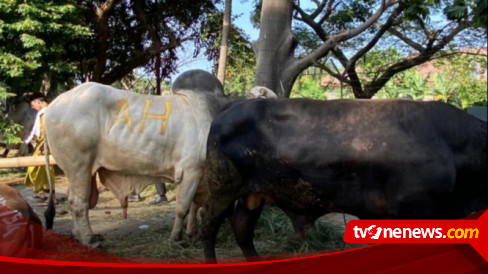 Partai Golkar Serahkan Sapi Dan Kambing Hewan Kurban Milik