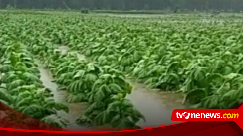 Cuaca Tak Menentu Petani Tembakau Di Blora Terancam Gagal Panen