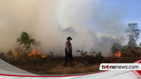 Luas Lahan Yang Terbakar Di Riau Sejak Januari Mencapai 956 Hektare