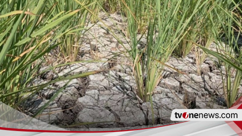 Dampak Fenomena El Nino Kekeringan Menghantui Lahan Pertanian Padi Di