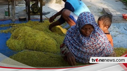 Harga Tembakau Melejit Tembus Rp Ribu Per Kilogram Bikin Petani Happy