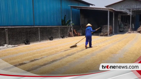 Dampak Petani Gagal Tanam Akibat Kemarau Panjang Harga Gabah Di Pati