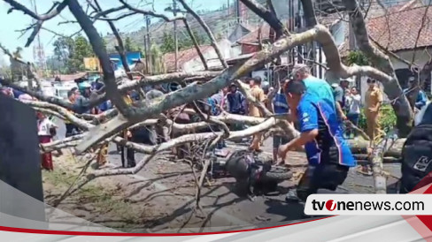 Nahas Pengendara Motor Di Lembang Meninggal Dunia Tertimpa Pohon Akasia