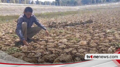 Kemarau Panjang Embung Di Blora Mengering Hingga Permukaan Tanah Retak