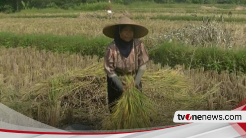 Lahan Pertanian Gagal Panen Di Sukabumi Capai 41 85 Hektare Akibat