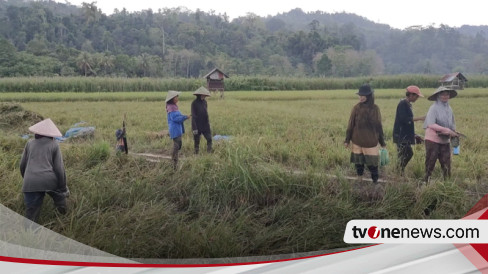 Ratusan Hektar Sawah Di Desa Lawele Di Buton Diserang Hama Ulat Petani