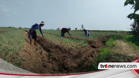 150 Hektar Tanaman Bawang Merah Di Dua Kecamatan Di Brebes Terancam