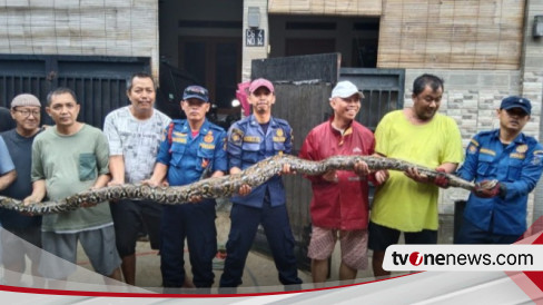 Damkar Tangsel Tangkap Ular Piton Pemangsa Kucing Peliharaan