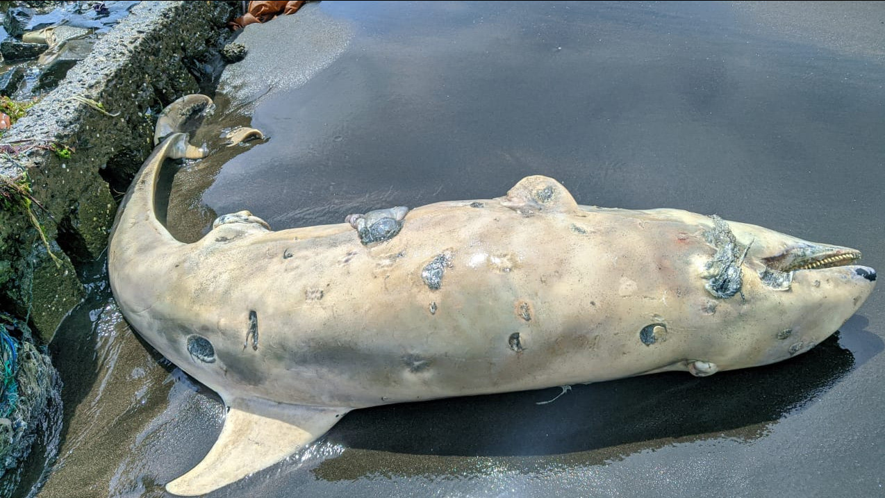 Bangkai Ikan Lumba-Lumba di Pesisir Pantai