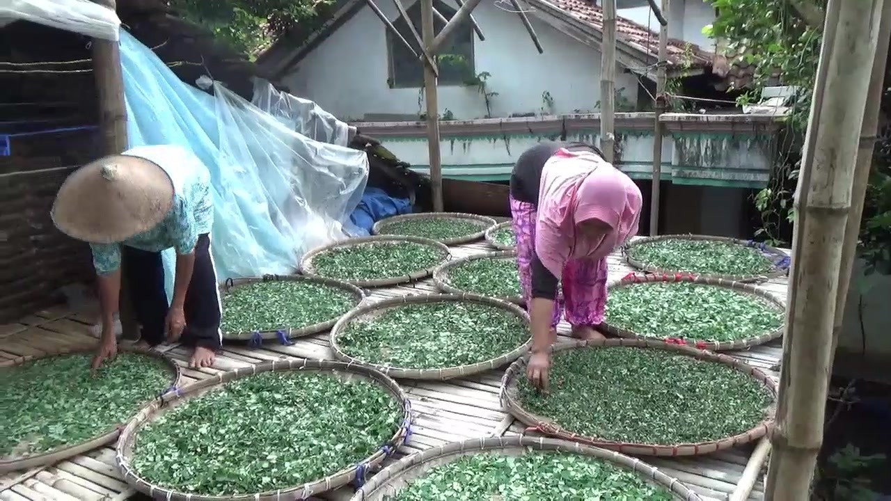 Pekerja menjemur daun kelor di rumah produksi teh kelor Desa Kedungbulus, Gembong, Pati, Jawa Tengah, Selasa (30/11/2021).
