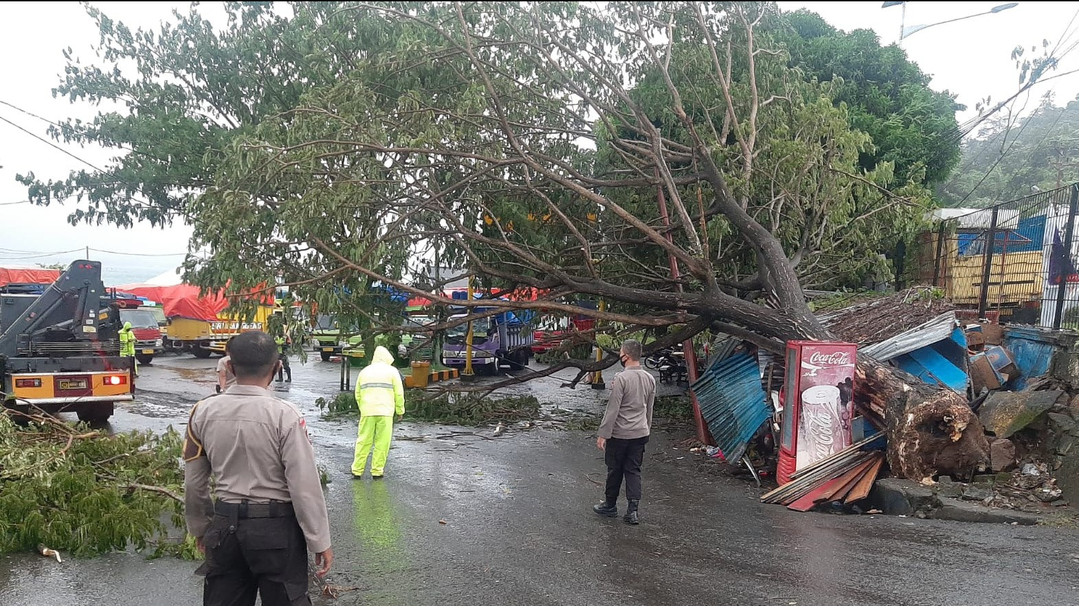 Angin Kencang di Ambon, Sejumlah Pohon Tumbang dan Satu Orang terluka