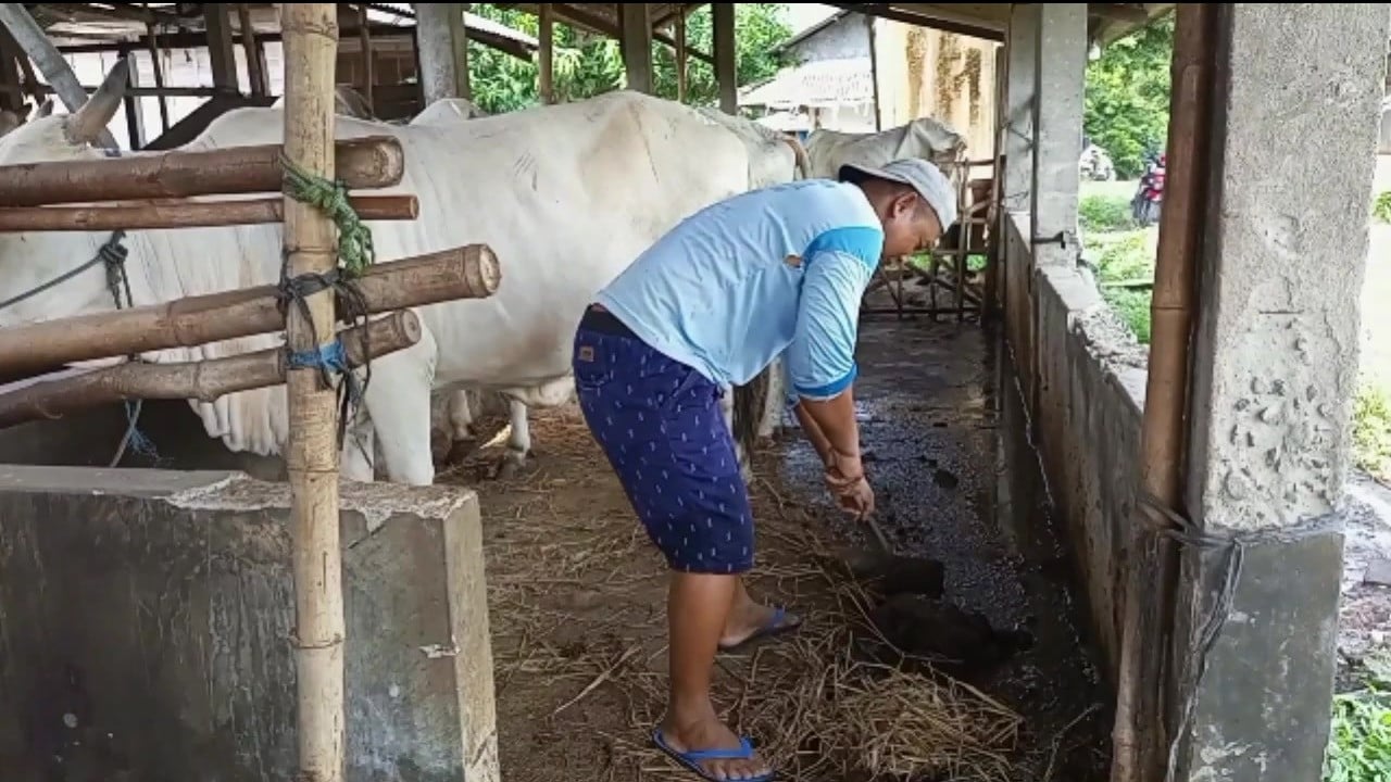 Peternak mengumpulan kotoran sapi di kandang untuk bahan biogas, Selasa (11/1/2022)