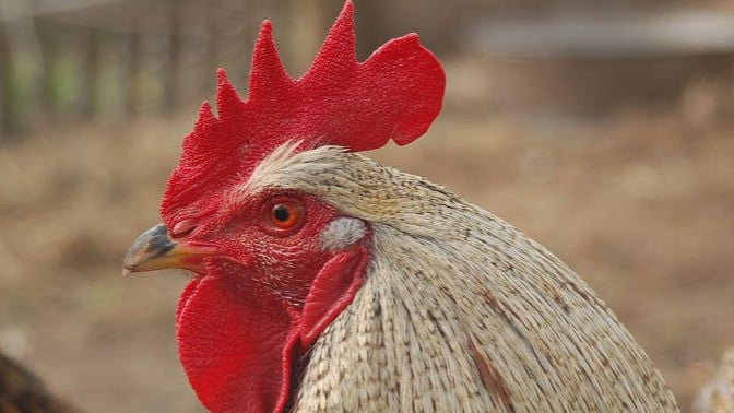 Ilustrasi ayam jago