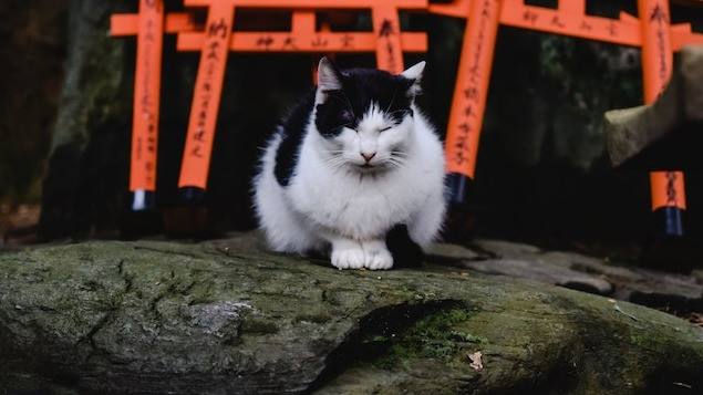 Punya Badan yang Kecil dan Sangat Menggemaskan, Berikut 5 Ras Kucing yang Memiliki Tubuh Mungil
            - galeri foto