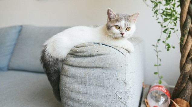 Punya Badan yang Kecil dan Sangat Menggemaskan, Berikut 5 Ras Kucing yang Memiliki Tubuh Mungil
            - galeri foto
