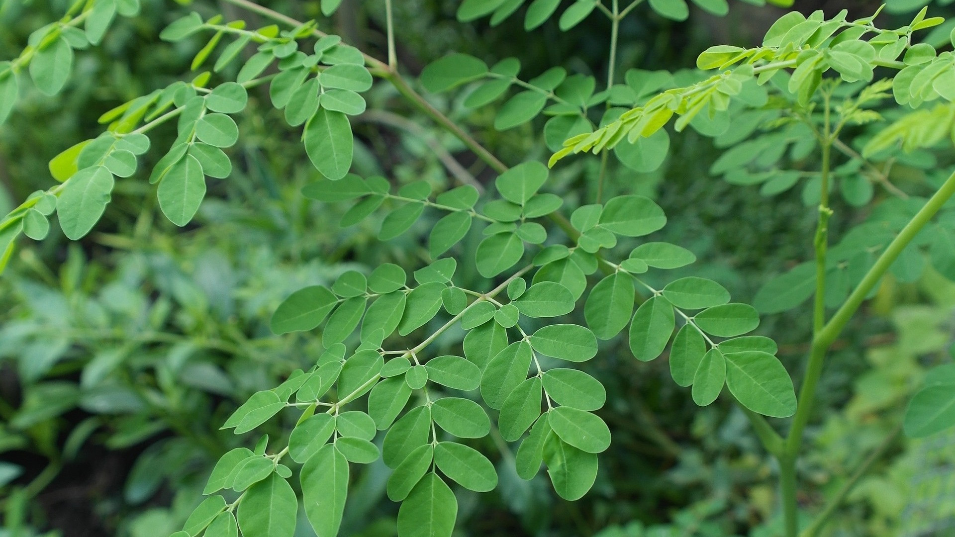 Daun Kelor
