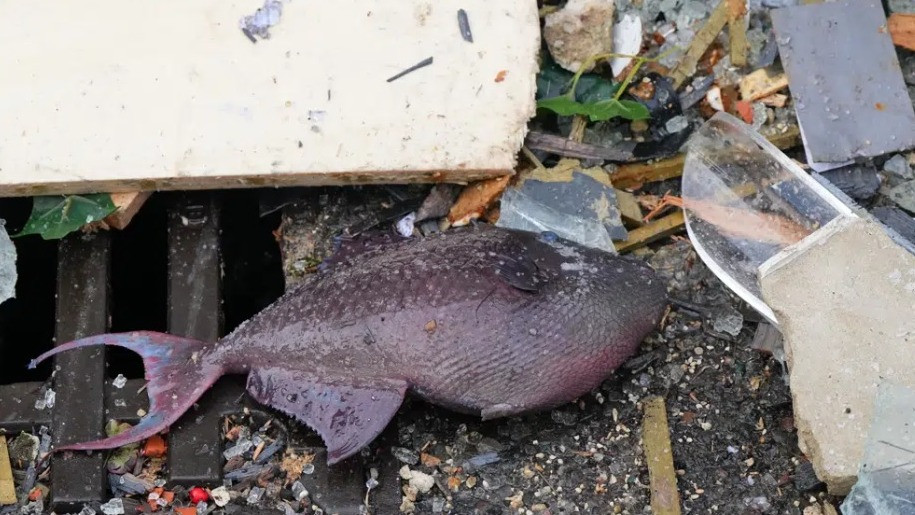 Seekor ikan tergeletak di puing-puing di depan sebuah hotel tempat akuarium besar meledak di Berlin, Jerman, Jumat, 16 Desember 2022.