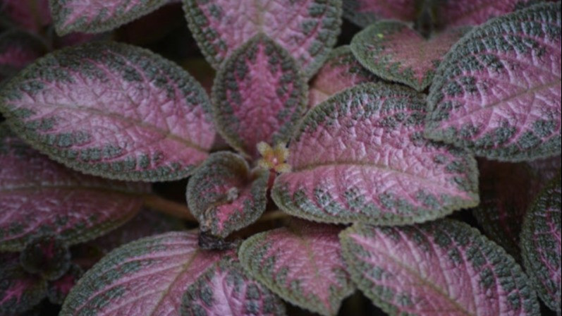 Episcia Cupreata atau Violet Api