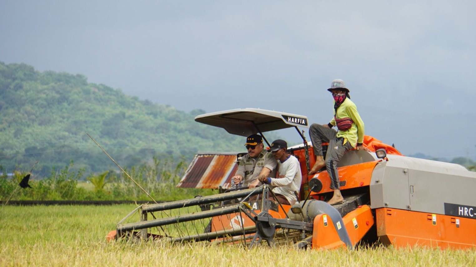 Kementerian Pertanian, Jan Samuel Maringka memantau jalannya panen raya padi di Maros, Sulawesi Selatan