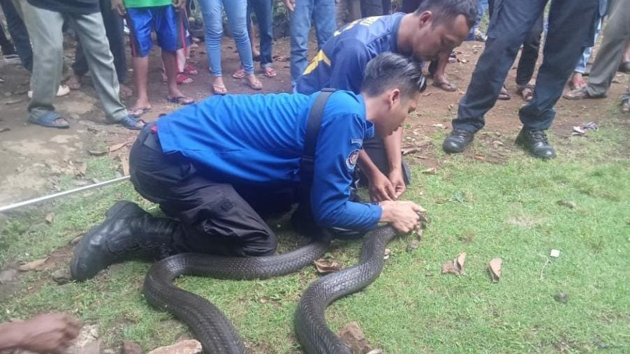 Petugas Pemadam Kebakaran Kota Banjar tangkap King Kobra sepanjang 3,5 meter yang masuk ke kamar rumah warga di Dusun Cimanggu, RT 3/RW 1, Desa Batulawang, Kota Banjar, Jawa Barat.