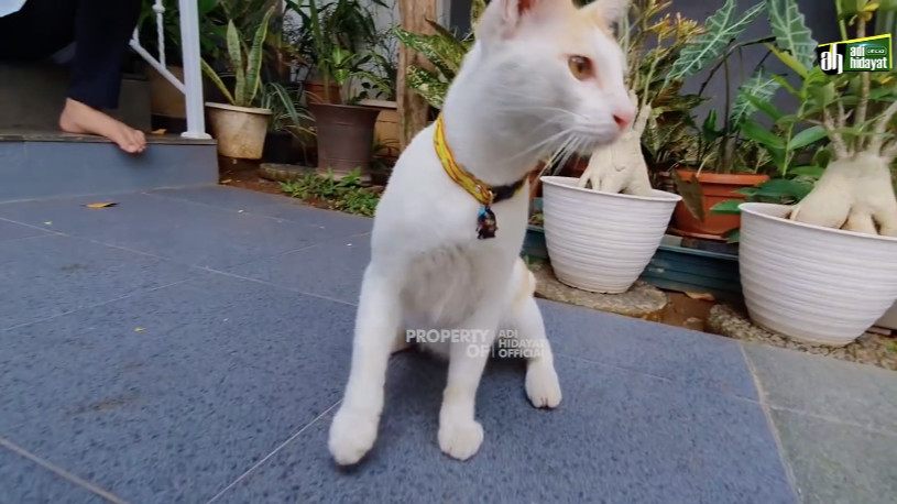 Kucing kesayangan Ustaz Adi Hidayat bernama Thoriq. Sumber: YouTube Adi Hidayat Official