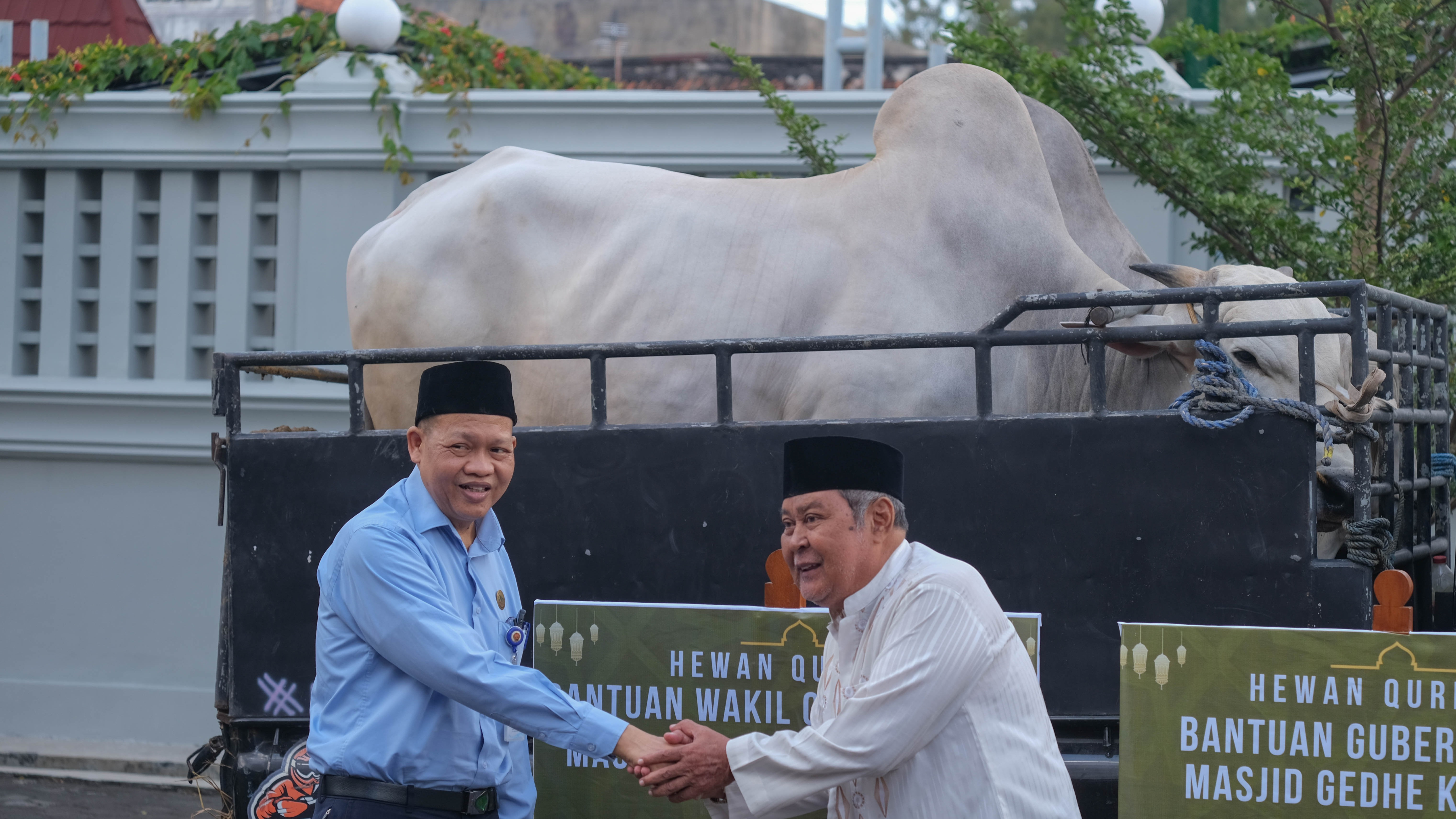 Sapi Kurban dari Presiden Joko Widodo diterima Pemerintah DIY.