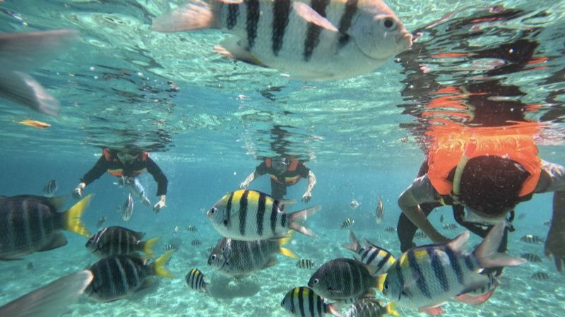 Wisatawan melakukan snorkling di Pulau Rubiah, Iboih, Kota Sabang.