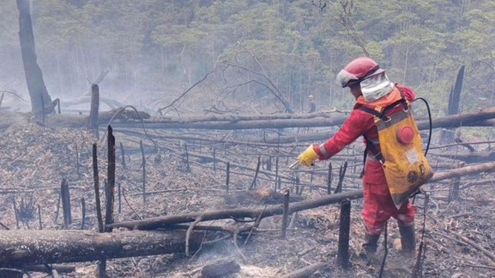 Data DLHK menyebutkan saat ini sudah 824 Ha hutan dan lahan terbakar di Sulawesi Selatan yang terbakar selama musim kemarau..