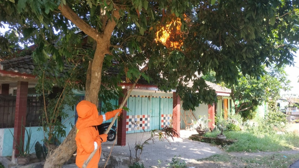 Petugas dari Dinas Pemadam Kebakaran dan Penyelamatan (Damkarmat) Nganjuk beraksi cepat untuk evakuasi sarang Tawon Vespa yang berada di sebuah pohon halaman rumah warga Desa Trayang, Kecamatan Ngronggot, Kabupaten Nganjuk.