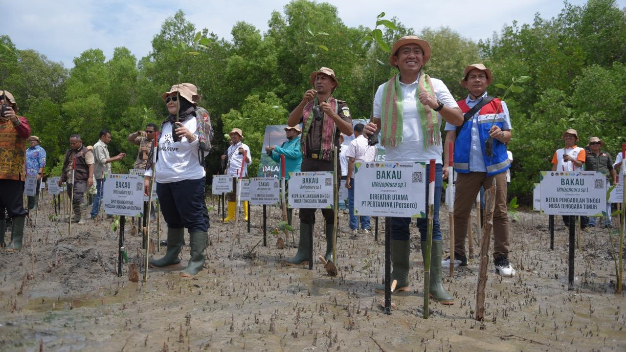 Pertamina melalui Program Tanggung Jawab Sosial & Lingkungan (TJSL) Hutan Pertamina pulihkan lingkungan melalui Rehabilitasi Mangrove di Nusa Tenggara Timur (NTT).