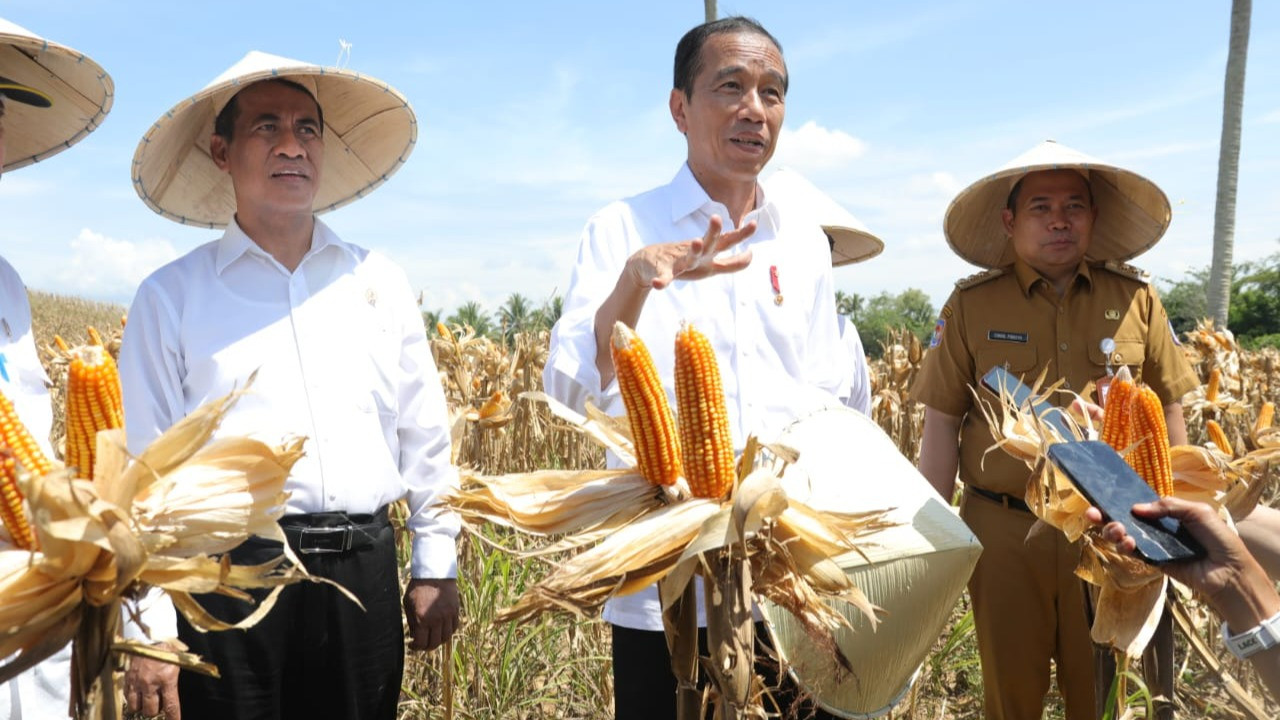 Presiden Joko Widodo (Jokowi) bersama Menteri Pertanian (Mentan) Andi Amran Sulaiman meninjau jalannya panen raya jagung di Desa Kotaraja, Kecamatan Dulupi, Kabupaten Boalemo, Provinsi Gorontalo.