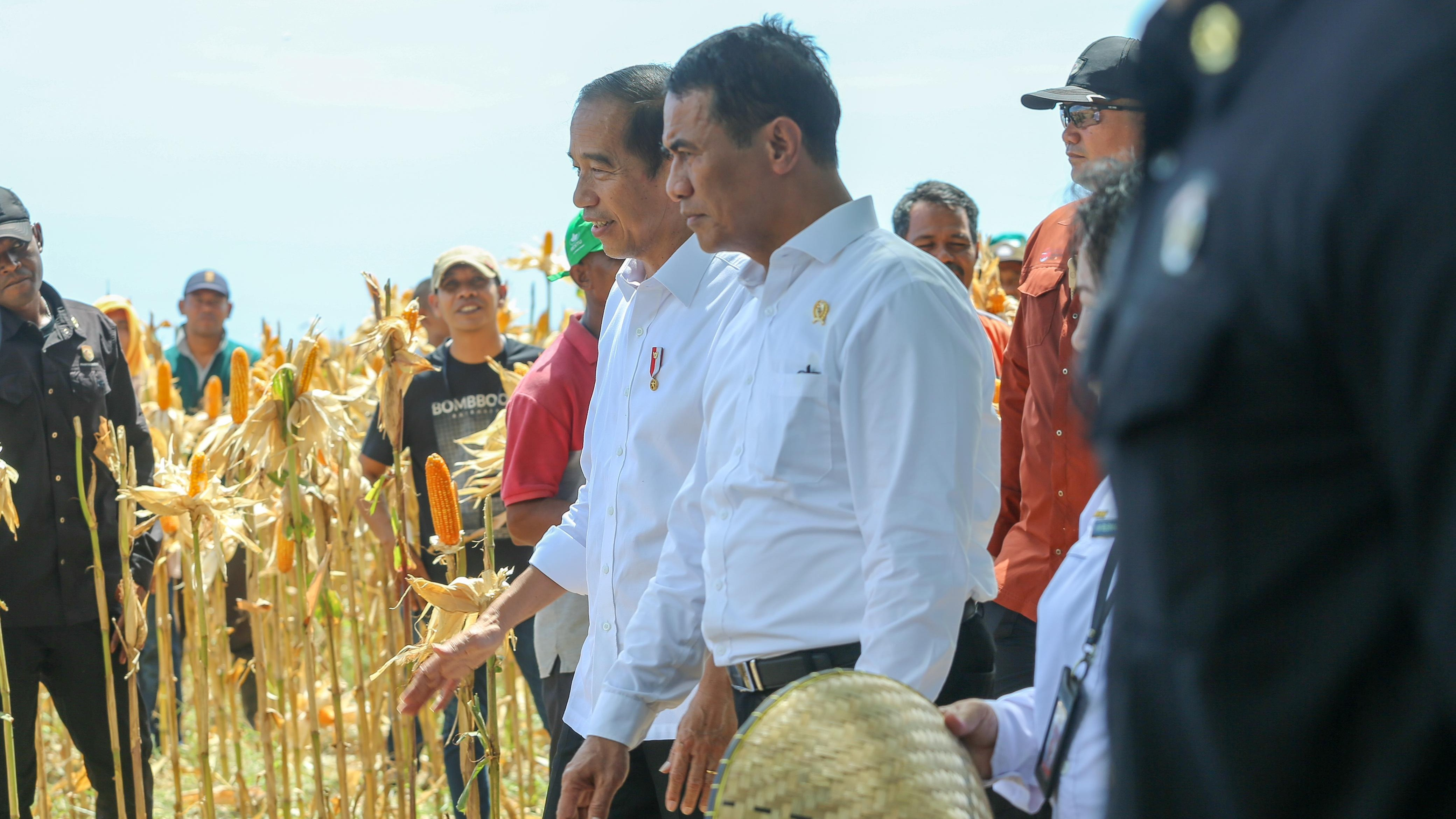 Presiden Jokowi bersama Menteri Pertanian meninjau panen raya jagung di Kabupaten Sumbawa.