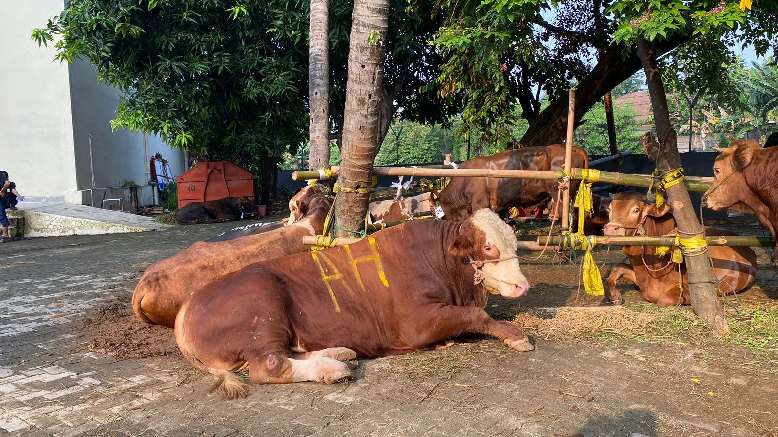 Sapi kurban DPP Partai Golkar