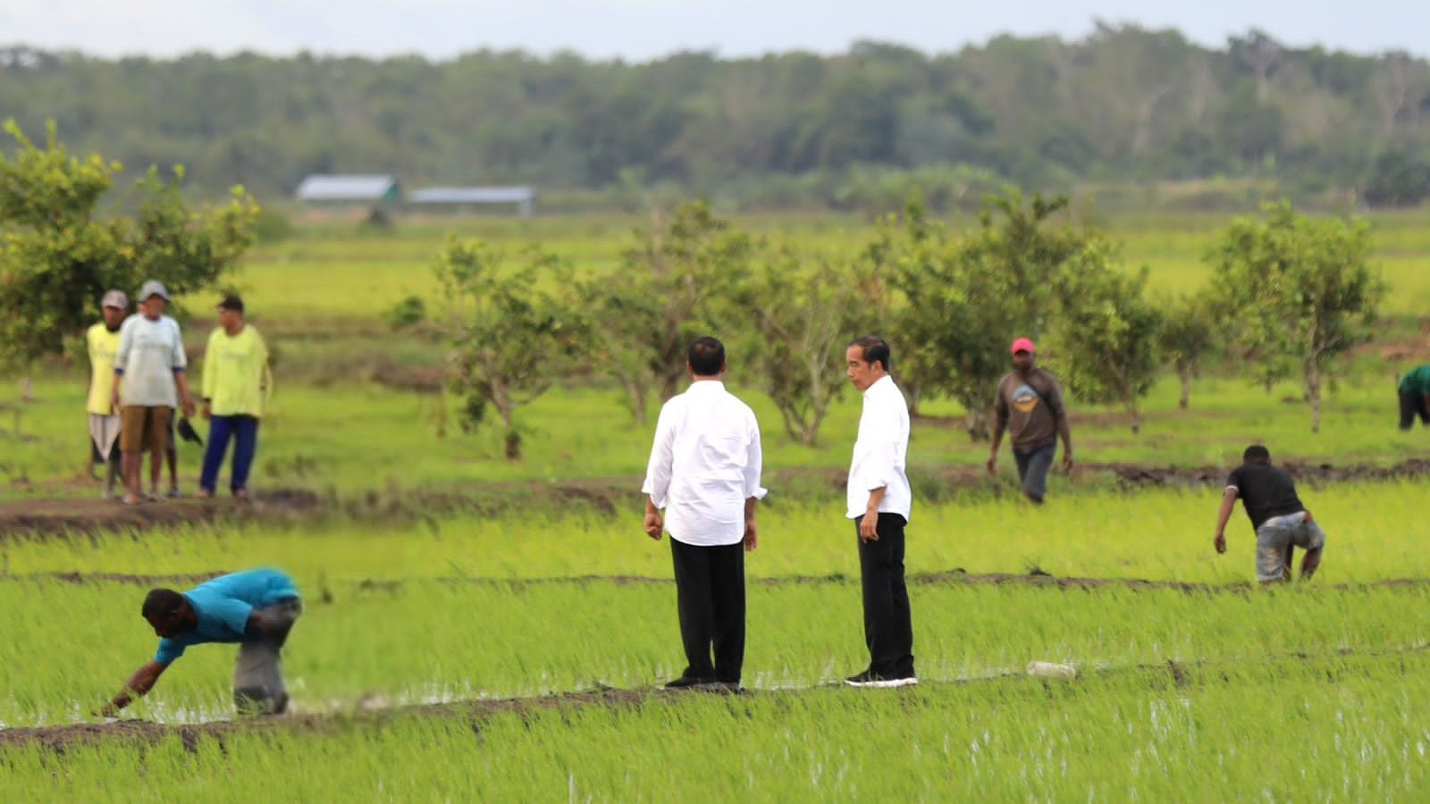 Presiden Joko Widodo (Jokowi) bersama Menteri Pertanian Andi Amran Sulaiman (Mentan Amran) mengunjungi lahan pertanian modern di Distrik Kurik, Kabupaten Merauke, Selasa (23/7/2024).