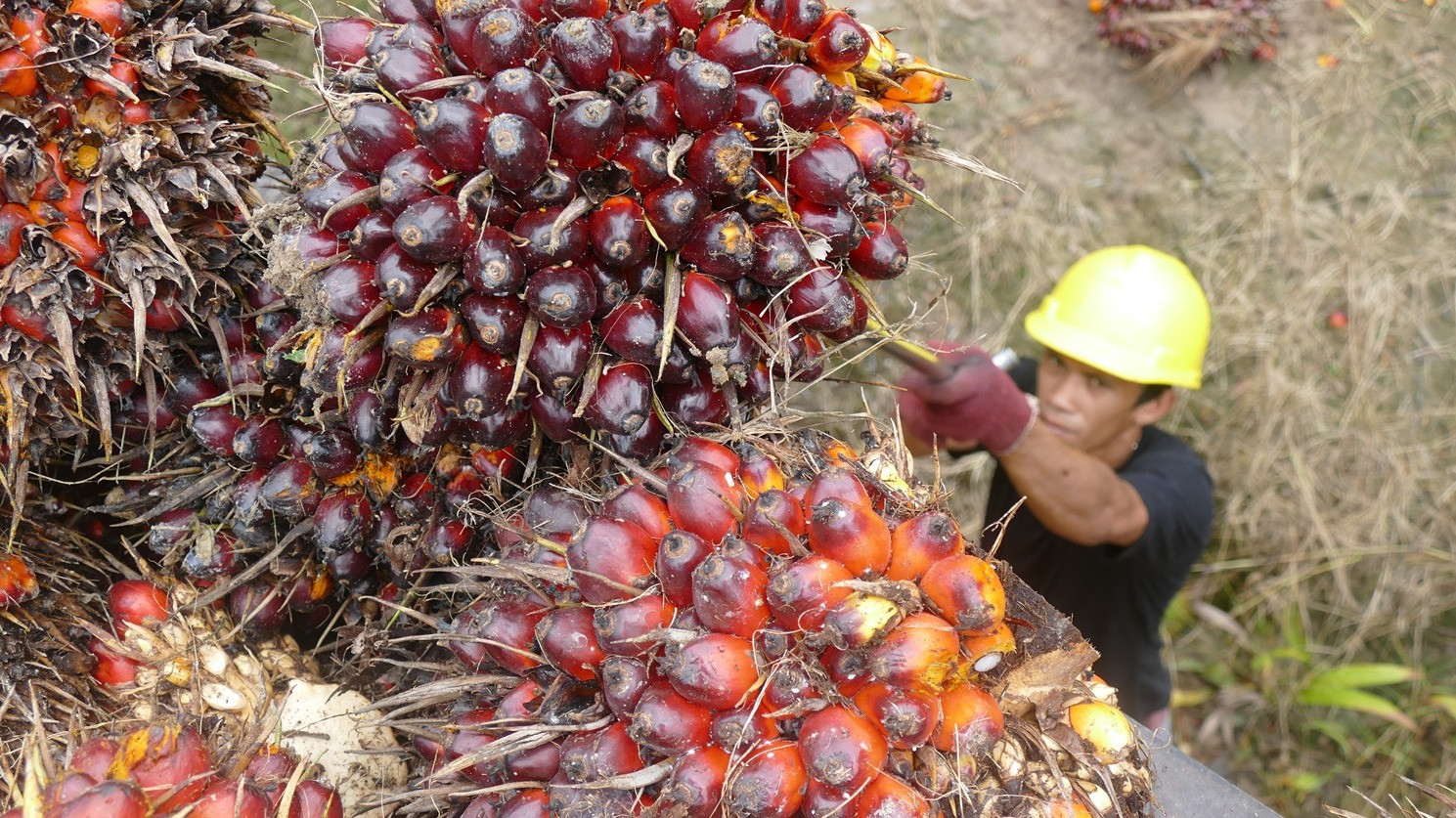 Harga CPO Indonesia Lebih Mahal Dari Minyak Biji Matahari: GAPKI Sebut Ada Beban Tambahan Hingga 138 Dolar AS per Ton
            - galeri foto