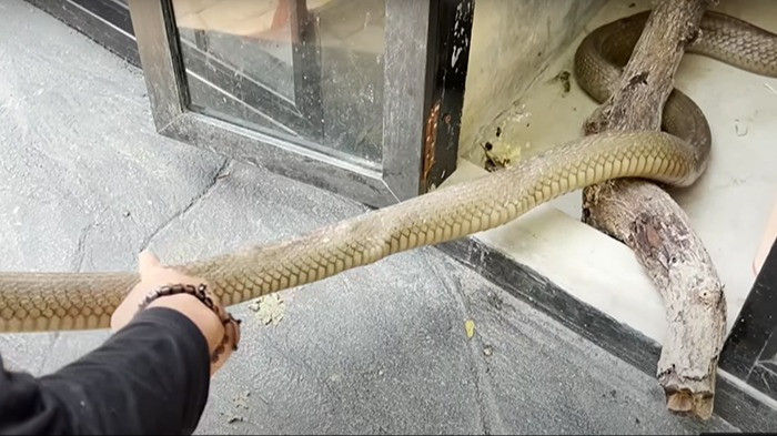 Daripada Berkelahi Melawan King Cobra, Lebih Baik Ikuti Saran Panji Petualang Agar Ular Tidak Masuk Rumah
            - galeri foto